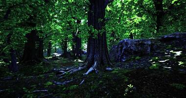 Lush green forest with dense trees and soft light illuminating the ground video