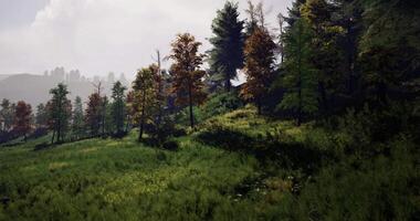 Lush green forest landscape with autumn foliage on a sunny day in nature video