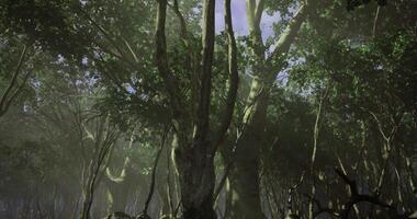 Misty forest with tall trees and abundant foliage at dawn video