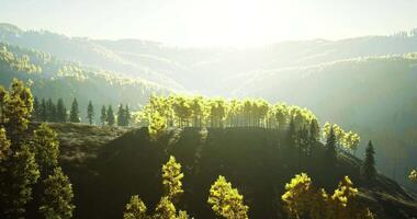 Sunlight filters through vibrant foliage in a serene forest landscape video