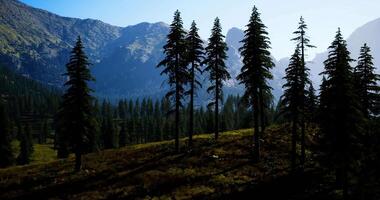 Tall pine trees on a hillside under bright sunlight in a mountainous area video