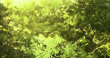 Lush green foliage offers a serene escape in a dense forest setting video