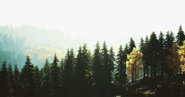 Sunlight filtering through dense forest canopy near mountain range video