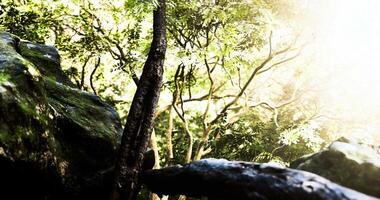 Exploring lush greenery and ancient rocks in a vibrant forest habitat video