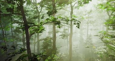 Sunlight filters through trees in a misty forest at dawn video