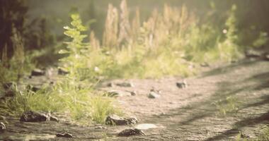 Nature path with sunlight filtering through trees in a serene environment video