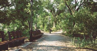Serene park pathway lined with benches and lampposts during daytime video