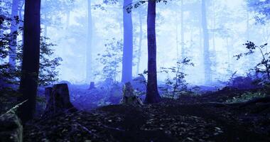 Mysterious blue haze envelops the tranquil forest during twilight hours video