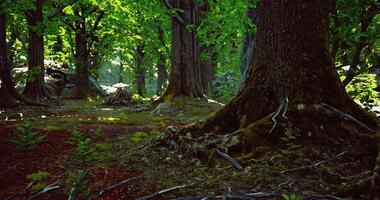Exploring a lush forest with sunlight filtering through the vibrant leaves video