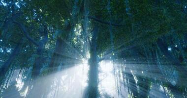 Sunlight filtering through dense foliage in a vibrant green forest video