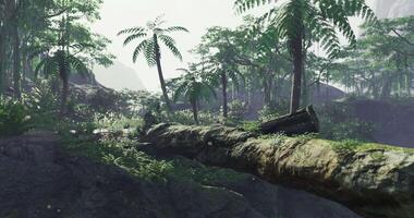 Lush green forest landscape with a fallen tree and misty atmosphere video