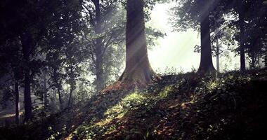 Sunlight filters through trees in a serene forest setting during early morning video