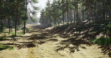 solljus filter genom lång träd längs en lugn skog väg i dagsljus video