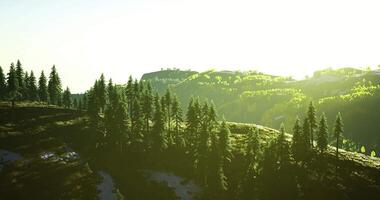 Sunlight cascades over lush pine trees in a serene mountain landscape video