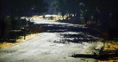 Quiet dirt road winding through lush greenery during daylight video