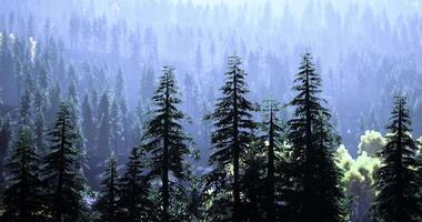 Lush green pine trees create a serene atmosphere in a misty forest video