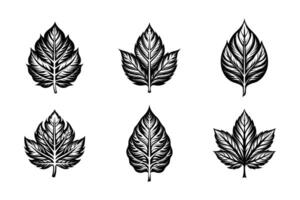 Flat design leaf silhouette icon set vector
