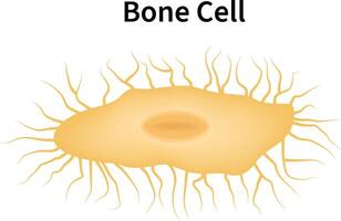 Bone Cell Science Design Illustration Diagram vector