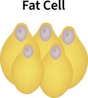 Fat Cell Science Design Illustration Diagram vector