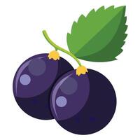 Fresh Black Currant Berries on White Background vector