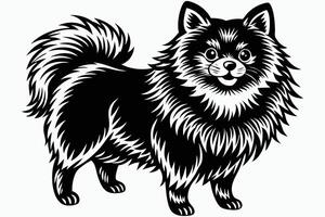Exploring the Pomeranian Breed vector
