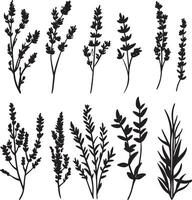 A set of illustrations featuring silhouettes of lavender flowers and leaves. vector