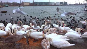 Swans and wild ducks eat grain on the shore of a reservoir where people feed them in winter, Black Sea video