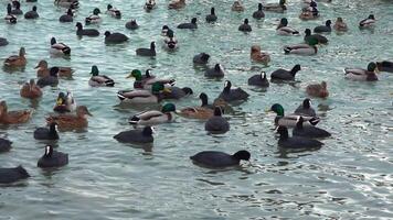 Swans and wild ducks eat grain on the shore of a reservoir where people feed them in winter, Black Sea Odessa video