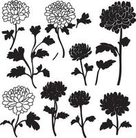 black and white chrysanthemum flowers set vector