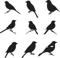 A collection of bird silhouettes illustrations. vector