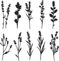 set of black and white silhouettes of different types of herbs vector