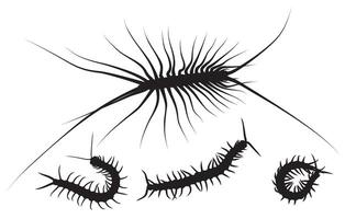 A set of silhouettes of centipedes. vector