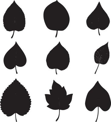 Dark leaf silhouettes on a white backdrop.