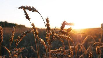 A tranquil and serene field of golden wheat is beautifully illuminated by the warm, soft glow of the rising sun photo