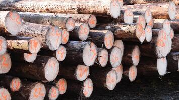 In a lumber yard, there is a large, detailed closeup view of neatly stacked logs, each end marked with unique numbers photo