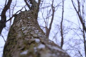 Close-up of a tree trunk with textured bark covered in snow flakes. Shooting from the bottom up creates the effect of immersion in the forest atmosphere. photo