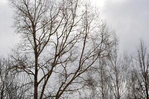Photo of a lonely tree with spreading, curved branches against the background of an open sky. The picture conveys a sense of spaciousness and tranquility, emphasizing the natural beauty of nature.