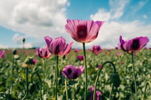 purple poppy field close up in spring on a sunny day photo
