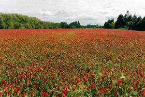 Field of red heads of blooming clover photo