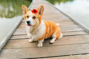 Corgi dog sitting on a wooden bridge on a pond with a poppy flower on his head photo