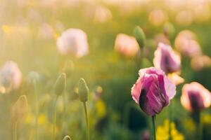 glare of the summer sun in a field of lilac poppies photo