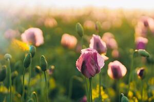 glare of the sun in summer in a field of lilac and purple poppies photo