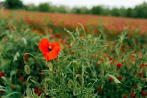 Red poppy among clover flowers on a green field photo