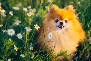 Pomeranian Spitz smiles and looks at us, pets photo