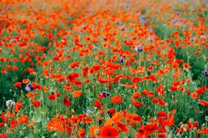 road of red poppies at sunset photo