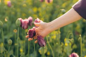 Hand of a young woman and lilac poppy, flowers in a field photo