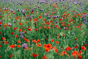Mixing in a field of red and purple poppies photo