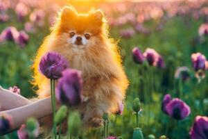 Pomeranian Spitz at sunset in a poppy field, pets photo