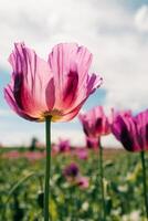 purple poppy on the field close to the camera on a sunny day photo