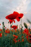 Beautiful composition of red poppies in a field at sunset photo